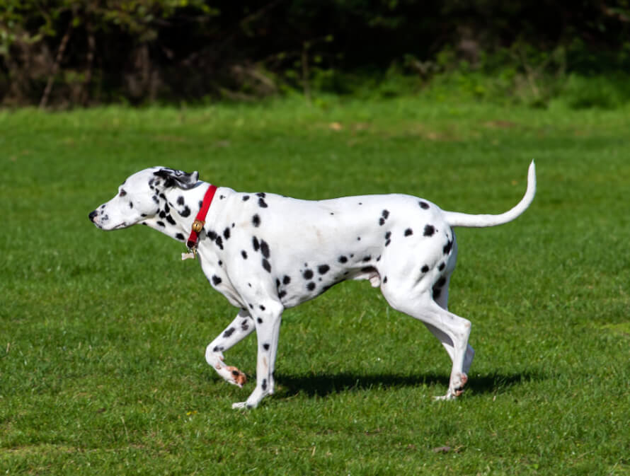 dalmata dog